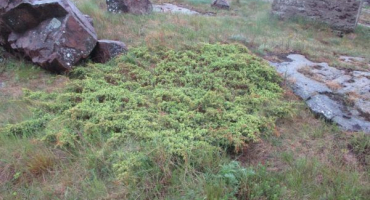Juniper repanda - půdopokryvná zelená chvojník